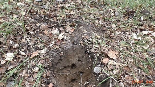 Сравнительный тест Nokta Makro Simplex Plus VS Minelab X-terra 705