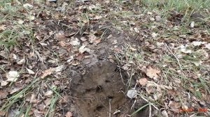 Сравнительный тест Nokta Makro Simplex plus VS Minelab X-terra 705