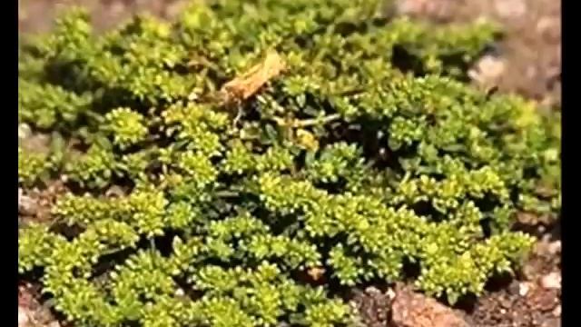 Gardening. Mal_ Herniaria Glabra Green Carpet .wmv смотреть онлайн