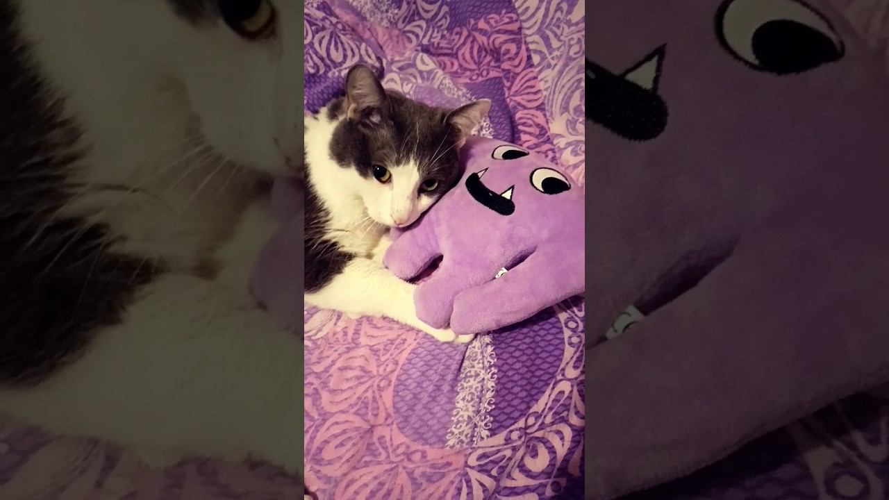 Хватит снимать!?#мурзик #съёмки #питомец #кот #лайк #котики #приколы #отдых смотреть онлайн