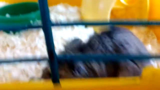 Мой хомяк Джери ест огурец ! Милое видео.😗🙋 смотреть онлайн