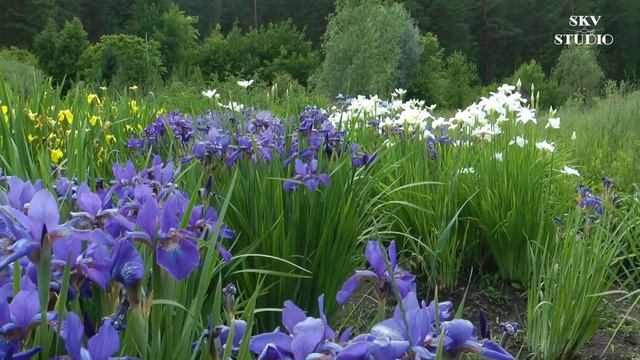 АЛТАЙ 2.2 ⛰️: Горно-Алтайский ботанический сад / Gorno-Altaysk Botanic Garden смотреть онлайн