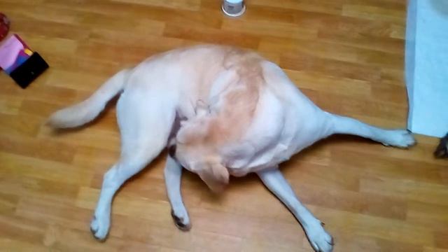 Взрослый лабрадор и маленький щеночек спорят чей узелок, чея игрушка смотреть онлайн