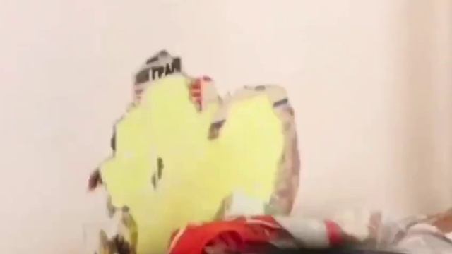 Обычный день домашней сороки.MP4