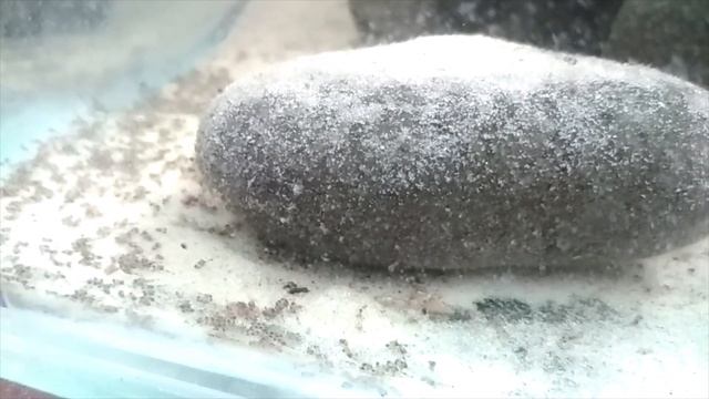 Акара бирюзовая нерест смотреть онлайн