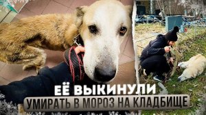 Выкинули оскелетевшую собаку на кладбище в морозы, у нее опухоли по телу. Онкология, нужна операция.