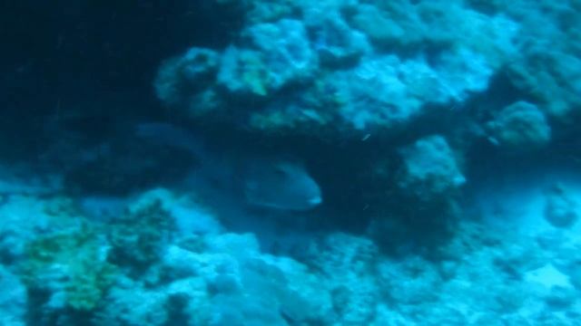 Puffer Fish, Dhaalu Atoll, Maldives смотреть онлайн