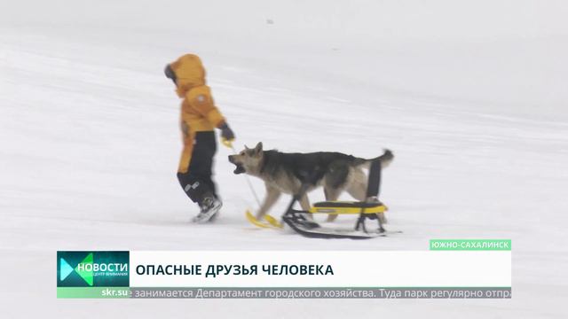 Собаки нападают на людей в парке Южно-Сахалинска