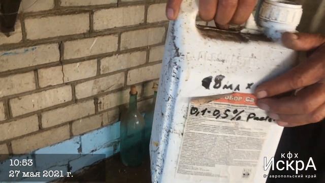 Огурец Мария   HD 1080p