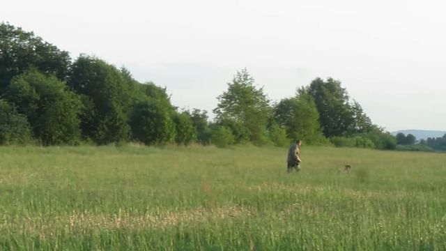Курцхаар Туман, 5 месяцев. Первый челнок смотреть онлайн