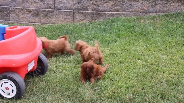 Cavapoo F1b Puppies For Sale смотреть онлайн