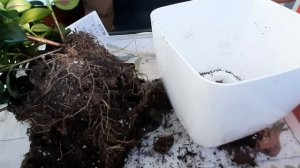 Нематантус. Золотая рыбка. Пересадка. Черенкование.