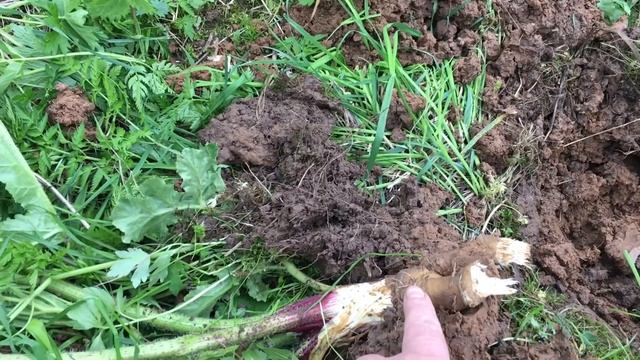 Борщевик. Нужно ли косить?//Nataliya Alekseeva// смотреть онлайн