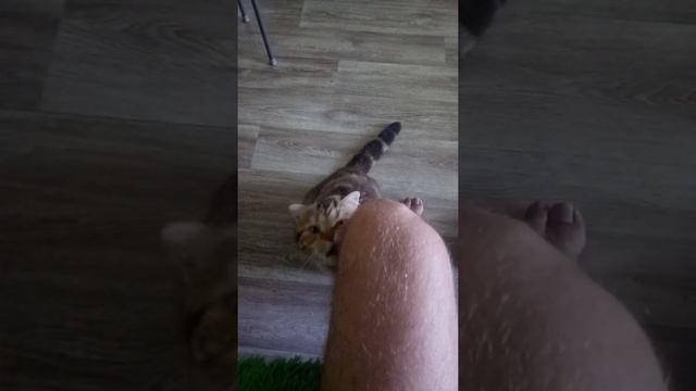 Почему коты всё время лижут меня при встрече? смотреть онлайн