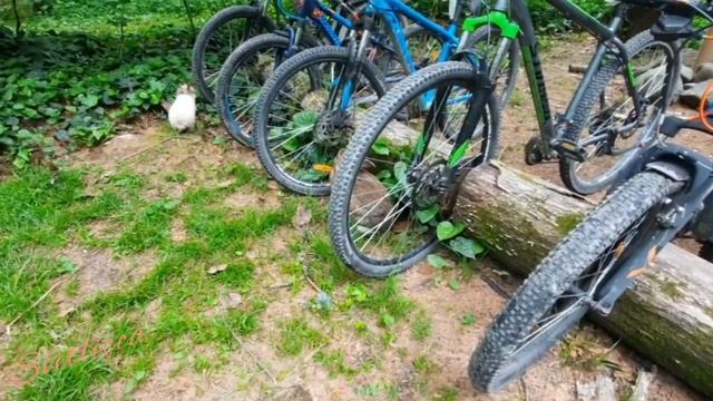 глэмпинг & SPA "Лес"/ ресторан Зайка село Чвижепсе ГО Сочи 23.05.2022. смотреть онлайн