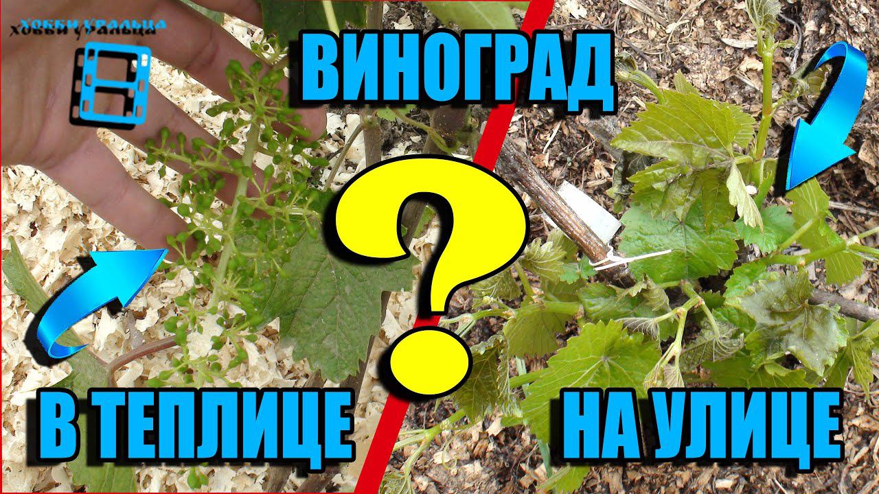 ВИНОГРАД В ТЕПЛИЦЕ И НА УЛИЦЕ - БОЛЬШАЯ РАЗНИЦА. ВЫРАЩИВАНИЕ ВИНОГРАДА В ТЕПЛИЦЕ смотреть онлайн