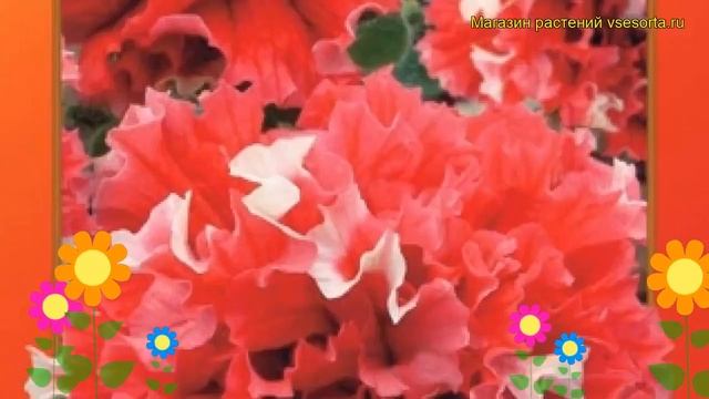 Петуния крупноцветковая Пируэт Ред. Краткий обзор, описание характеристик petunia grandiflora doubl смотреть онлайн
