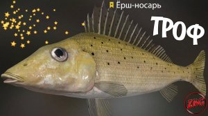 ЁРШ - НОСАРЬ - ТРОФЕЙНЫЙ - р. ВьюнокРУССКАЯ РЫБАЛКА 4 | RUSSIAN FISHING 4