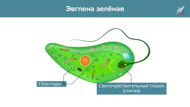 Подцарство Простейшие: многообразие и значение смотреть онлайн