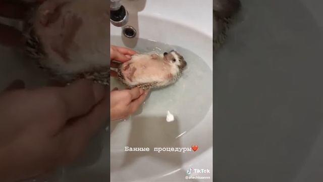 Забавный ёжик смотреть онлайн