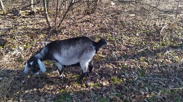 Беременность козы (4 месяца) смотреть онлайн