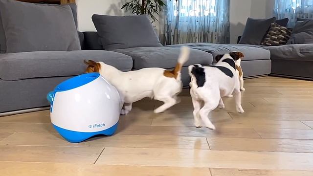 Джек Расселы развлекаются с любимой игрушкой iFetch смотреть онлайн