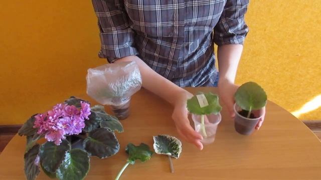 ЕСЛИ ЛИСТ ФИАЛКИ НЕ УКОРЕНЯЕТСЯ ИЛИ ПРОПАДАЕТ!! ВАЖНЫЕ МОМЕНТЫ!! смотреть онлайн