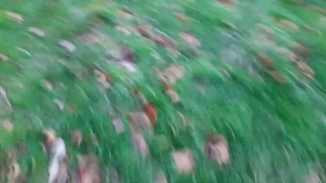 Stropharia ambigua and Coprinus comatus смотреть онлайн