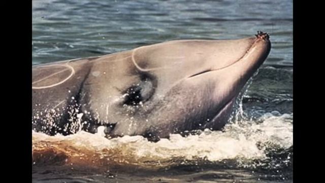 Экологический календарь. Выпуск №4 смотреть онлайн