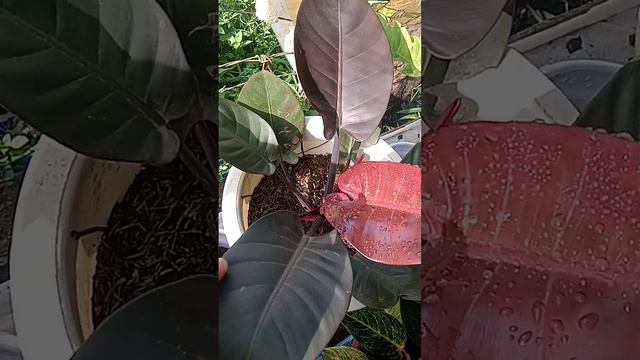 Black Cardinal Philo | Julina M. смотреть онлайн