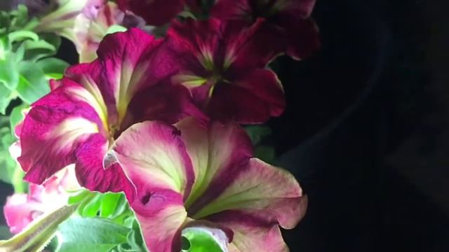 Crazytunia mandaville. смотреть онлайн
