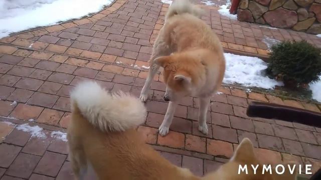 Акита ину ухаживание. LOVE! смотреть онлайн