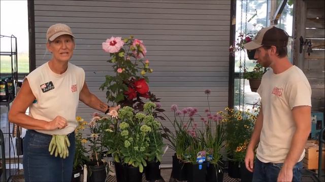 August Perennial Chat: Can't Miss Perennials for Late Summer смотреть онлайн