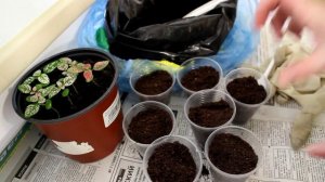 Гипоэстес. Пикировка. [Надежда и Мир]