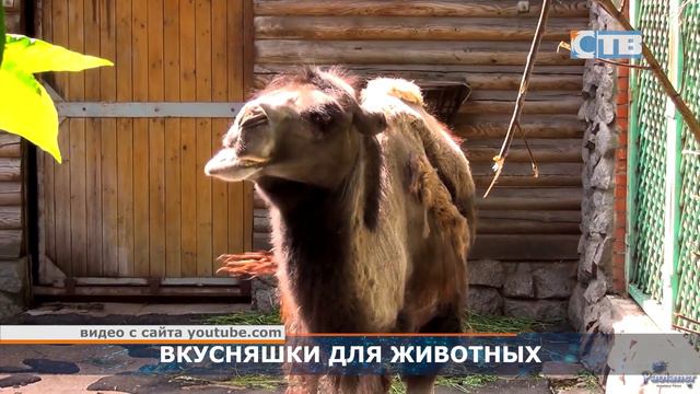 05.09.2023 Акция «Дары осени» в Ленинградском зоопарке. смотреть онлайн