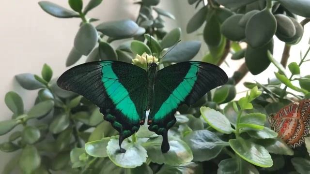 Парусник Палинур (Papilio Palinurus) смотреть онлайн