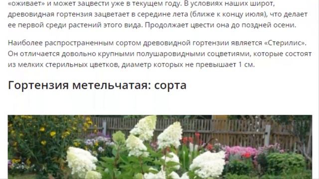 Гортензия. Сорта гортензии. смотреть онлайн