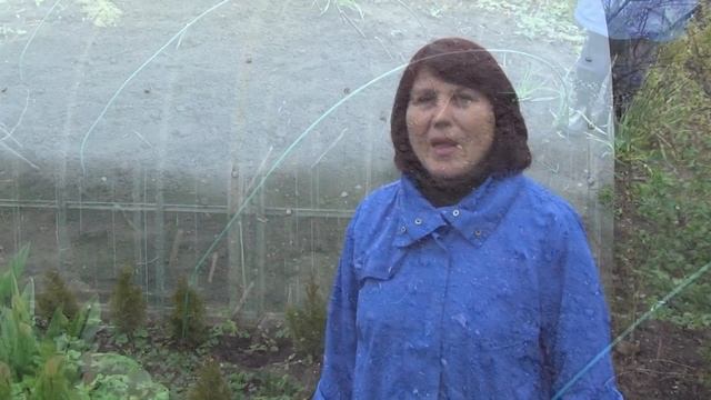 Посев семян помидоров в парник. смотреть онлайн