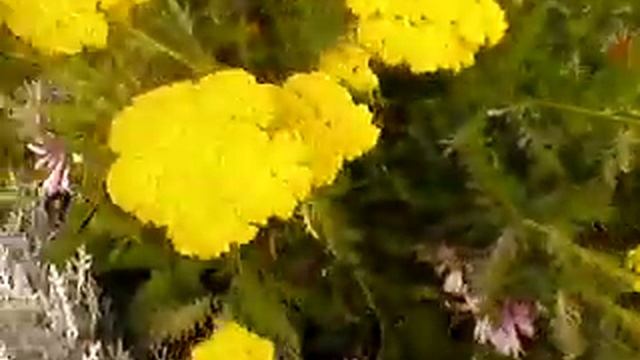 Желтый тысячелистник, 12 июля. смотреть онлайн