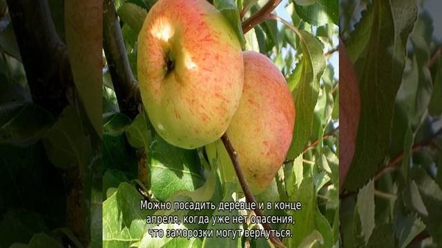 Яблоня Балтика смотреть онлайн