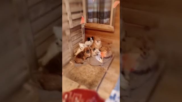 Хвостики-спасеныши в «Косточка, Живи!» смотреть онлайн