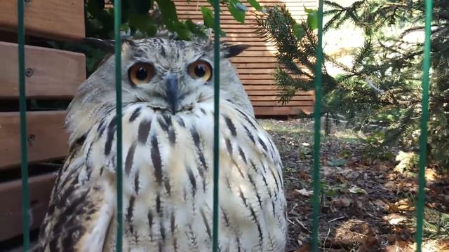 Пугач (Bubo bubo)/ Филин. смотреть онлайн