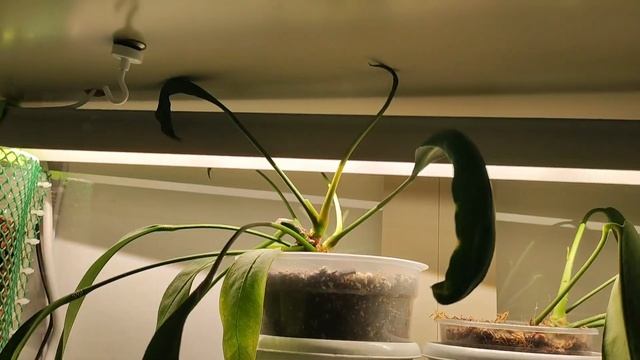 Обзор тепличек для комнатных растений смотреть онлайн