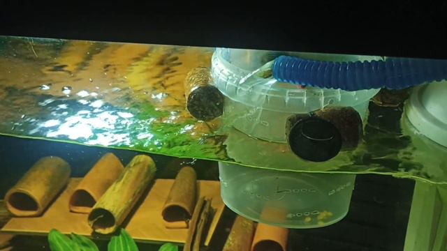 Личинка номерных сомов в самодельном инкубаторе смотреть онлайн