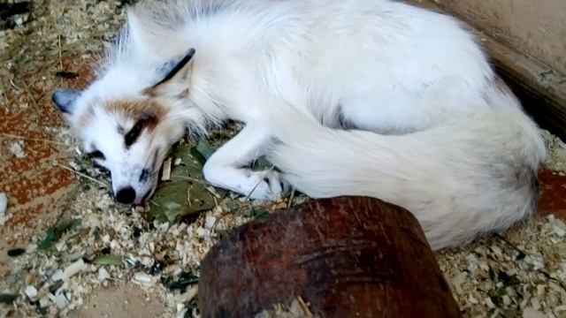 Лисички просыпаются смотреть онлайн