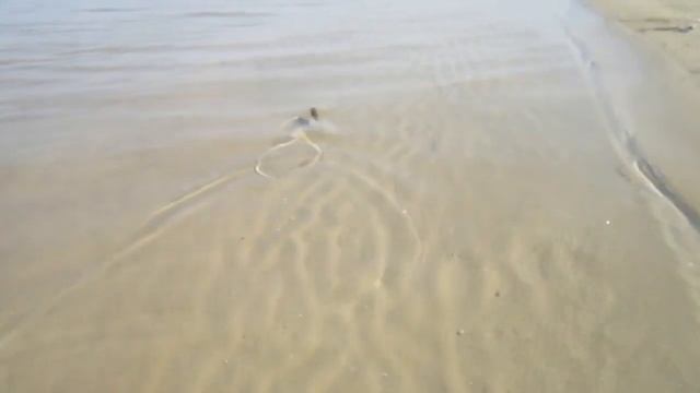 Ловля окуня на Lucky John Tioga, воблер Strike Pro Midge, и вертушку от Jaxon