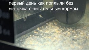 сапфировые попугайчики от икры до первого кормления  замораживаю артемию