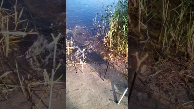 Ловля рыбки в городе анапа смотреть онлайн