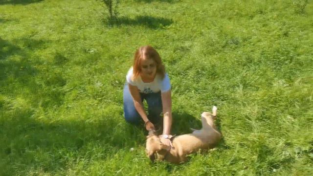 Пес ищет дом смотреть онлайн