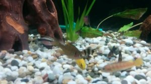 Рыбки едят горох